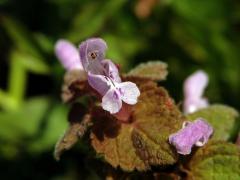 Hluchavka nachová (Lamium purpureum L.) (1h)