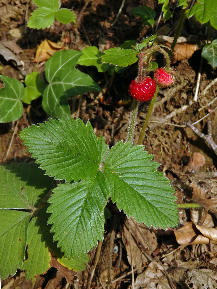 Jahodník truskavec (Fragaria moschata (Duchesne) Weston)