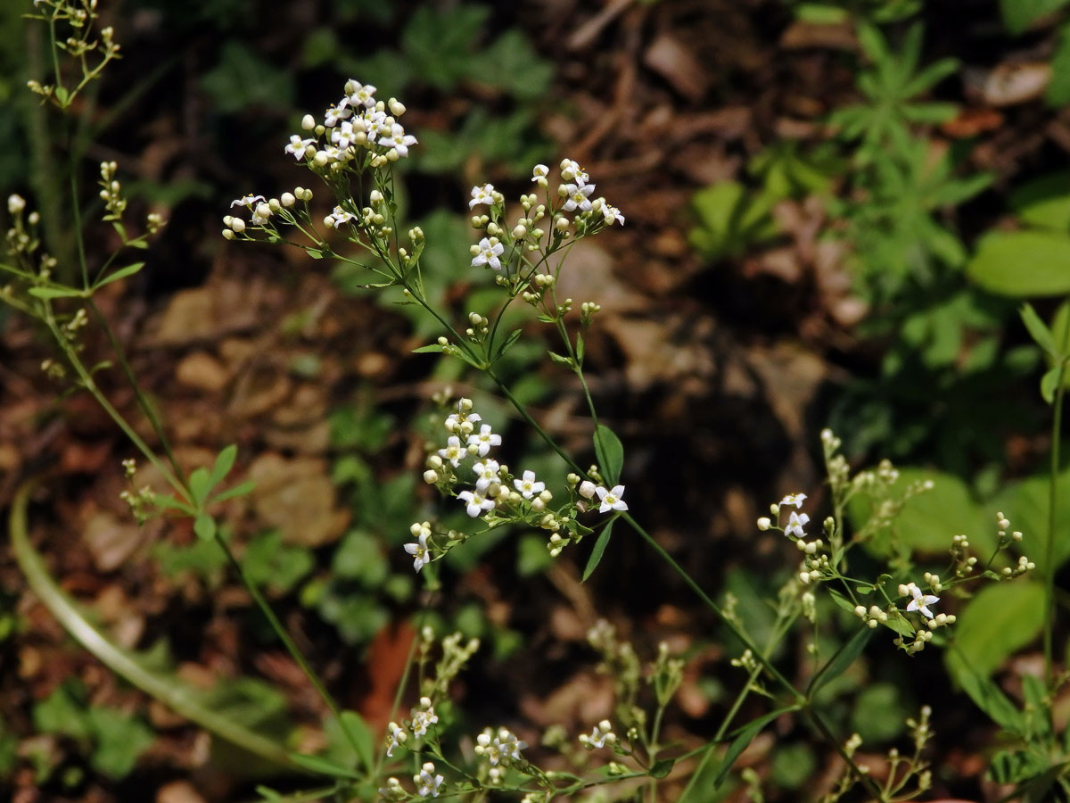 Svízel lesní (Galium sylvaticum L.)