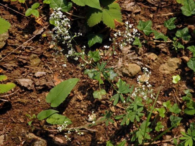 Svízel lesní (Galium sylvaticum L.)