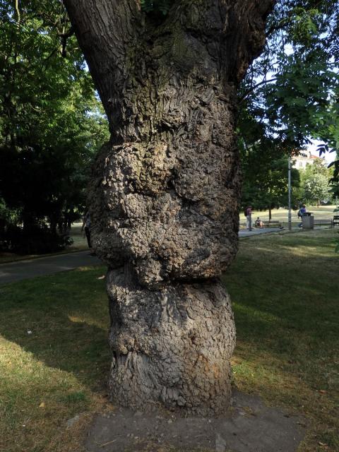 Jerlín japonský (Sophora japonica L.) s tumory na kmeni (3e)