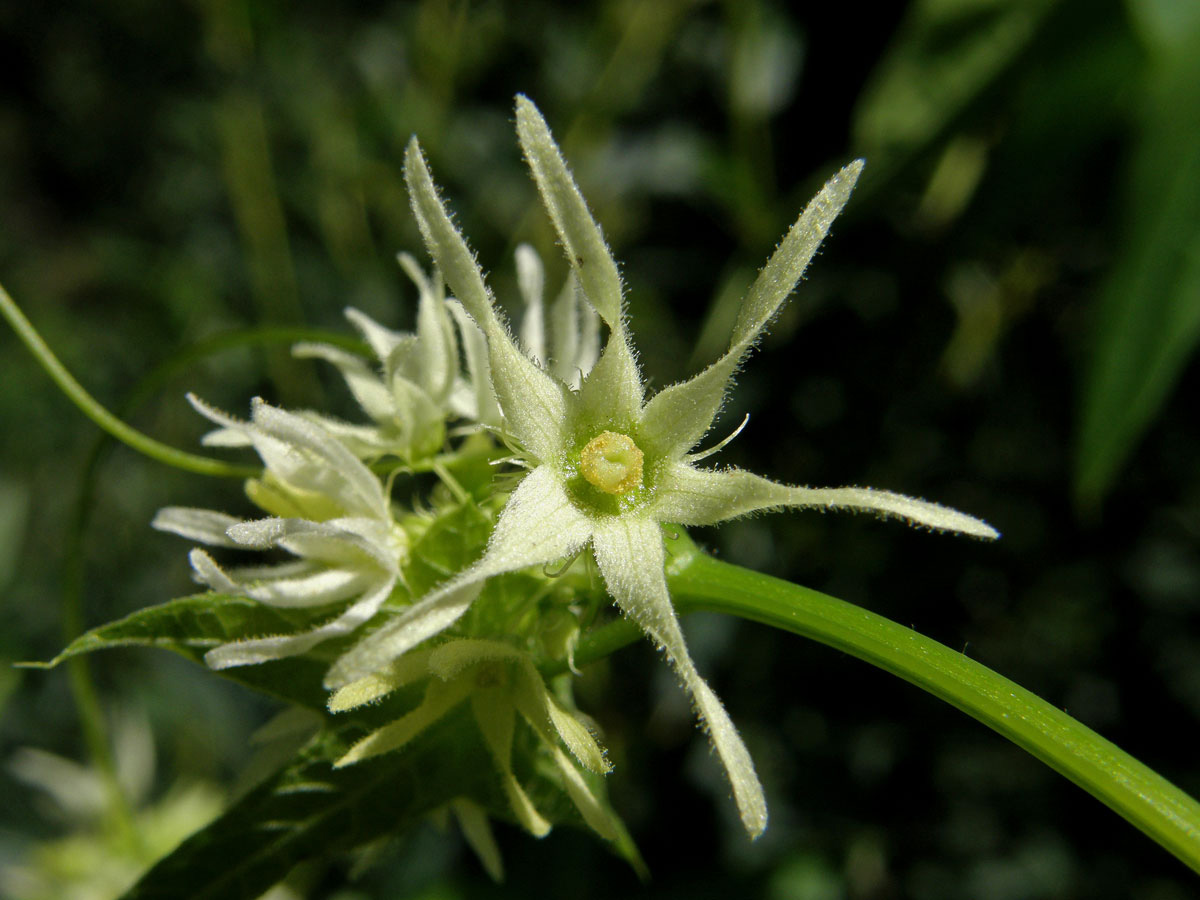 Štětinec laločnatý (Echinocystis lobata (Michx.) Torr. et Gray)