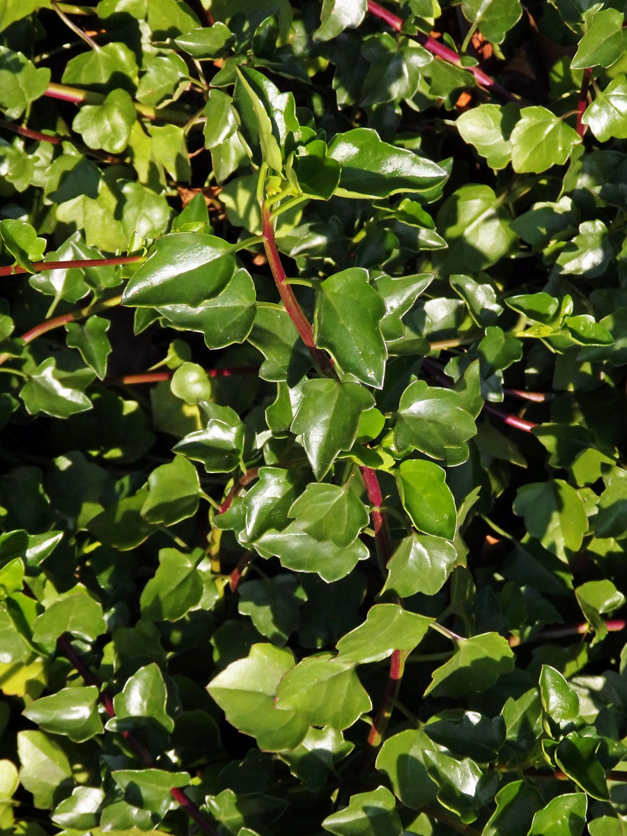 Starček hranatý (Senecio angulatus L. f.)