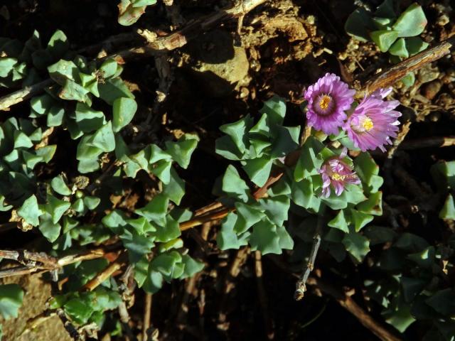 Oscularia deltoides (L.) Schwantes