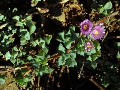 Oscularia deltoides (L.) Schwantes