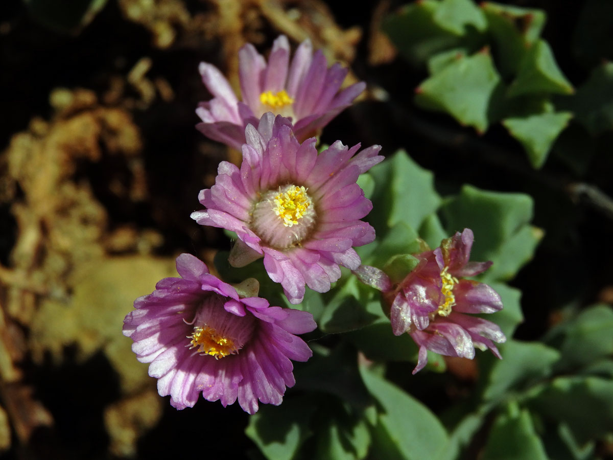 Oscularia deltoides (L.) Schwantes