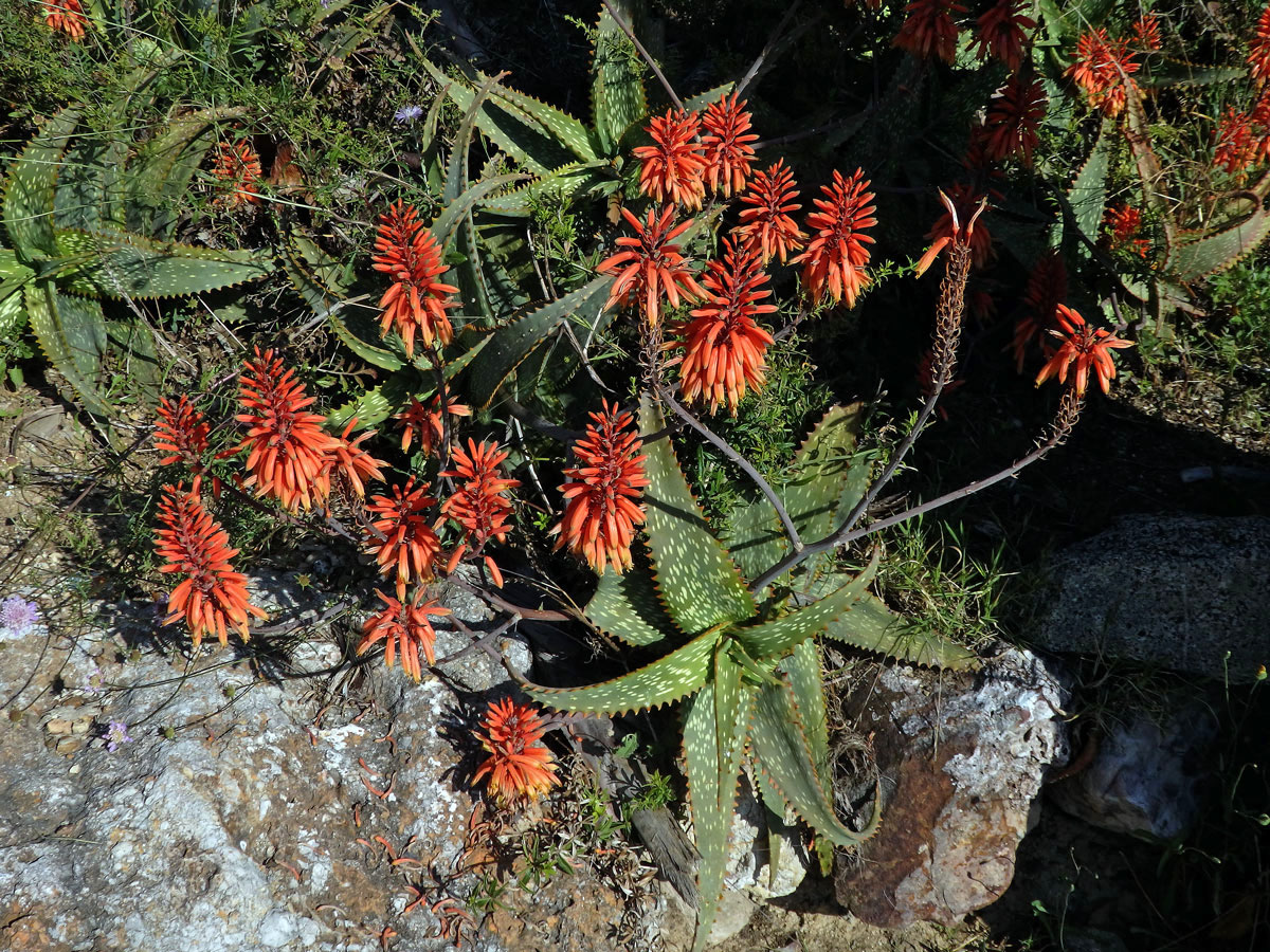 Aloe (Aloe maculata All.)