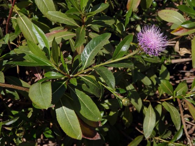 Cheirolophus arbutifolius (Svent.) G. Kunkel