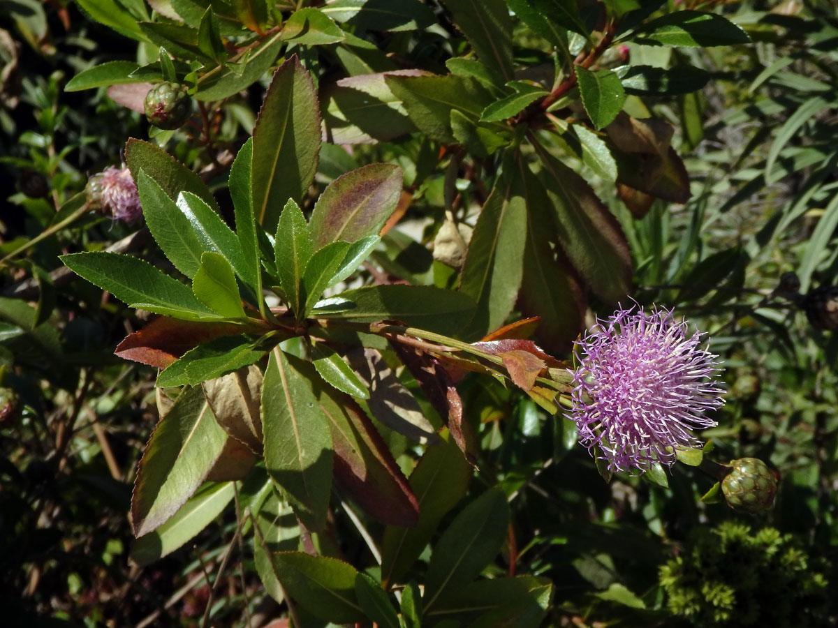 Cheirolophus arbutifolius (Svent.) G. Kunkel