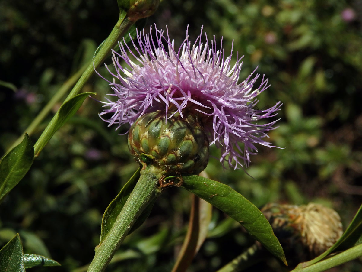 Cheirolophus arbutifolius (Svent.) G. Kunkel