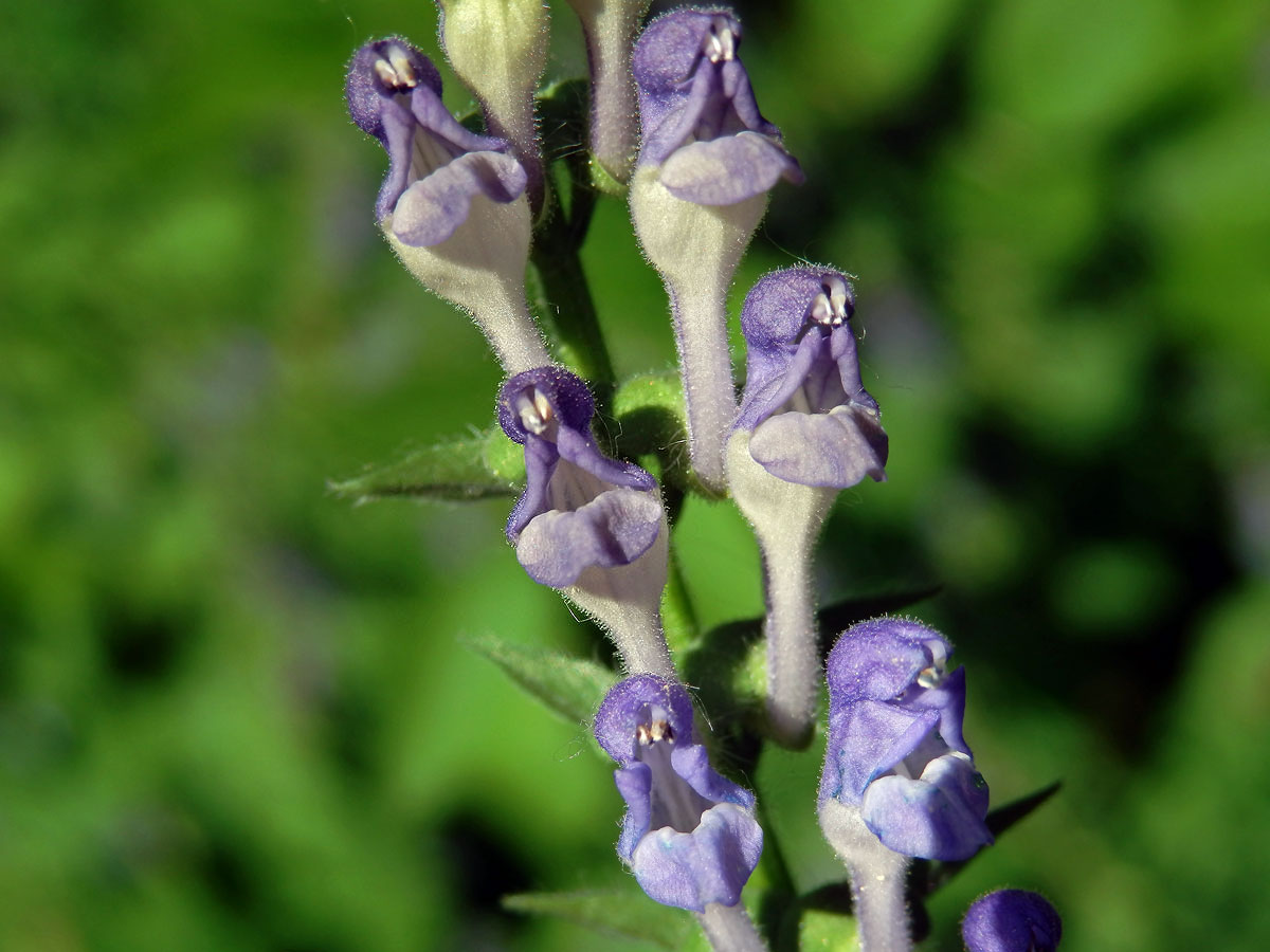 Šišák vysoký (Scutellaria altissima L.)