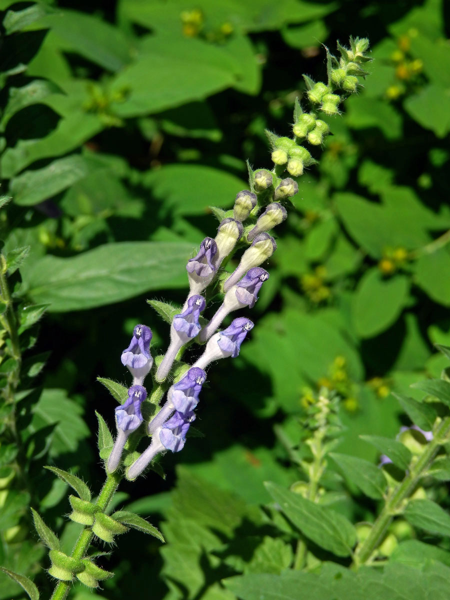 Šišák vysoký (Scutellaria altissima L.)