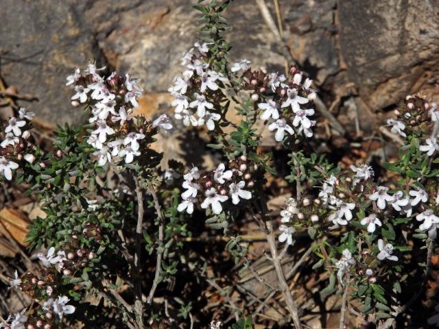 Mateřídouška obecná (tymián) (Thymus vulgaris L.)