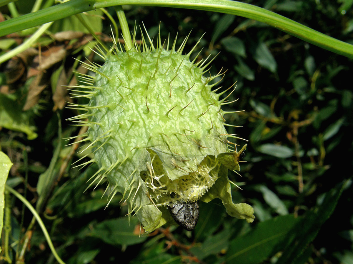 Štětinec laločnatý (Echinocystis lobata (Michx.) Torr. et Gray)