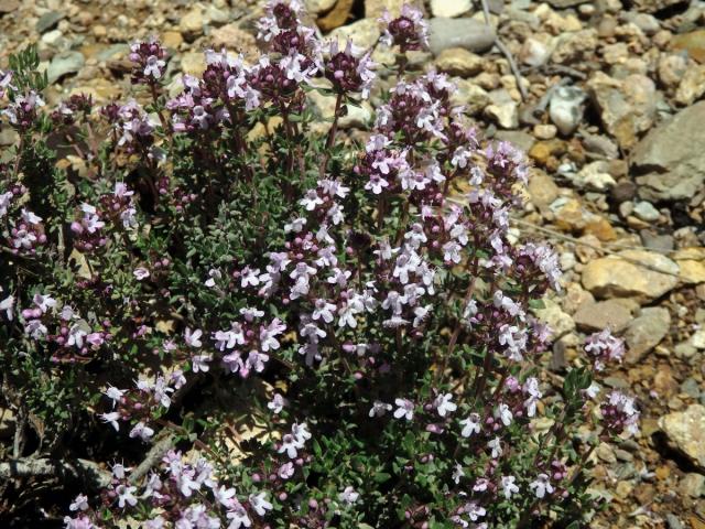 Mateřídouška obecná (tymián) (Thymus vulgaris L.)