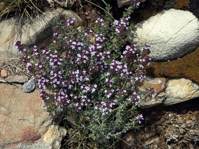 Mateřídouška obecná (tymián) (Thymus vulgaris L.)