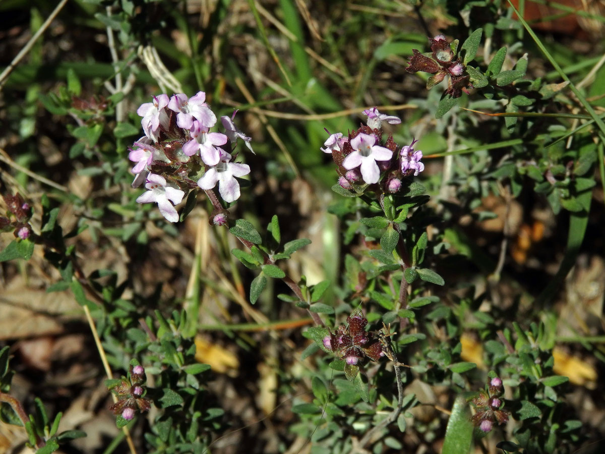 Mateřídouška obecná (tymián) (Thymus vulgaris L.)