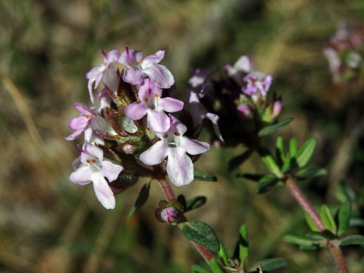 Mateřídouška obecná (tymián) (Thymus vulgaris L.)