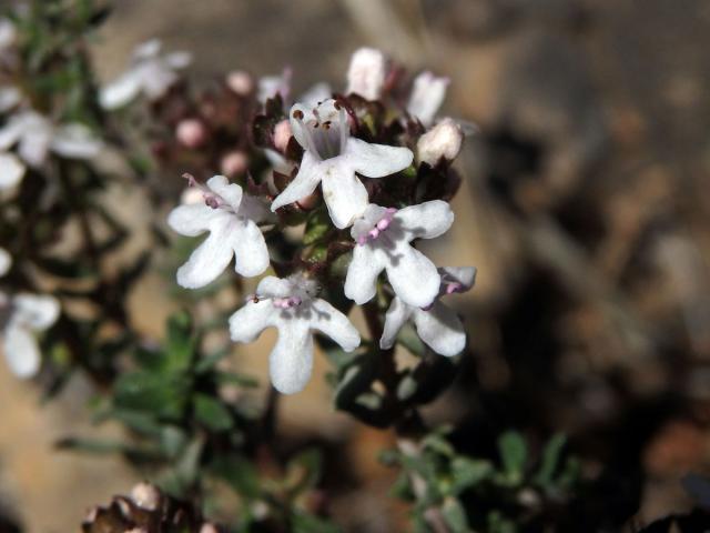 Mateřídouška obecná (tymián) (Thymus vulgaris L.)