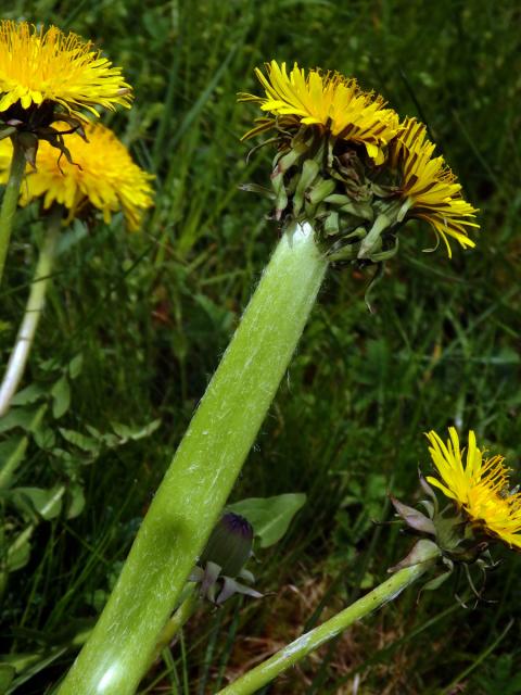 Smetánka lékařská (Teraxacum officinale L.) - fasciace stonku (37)