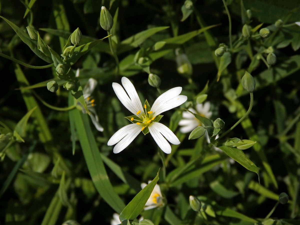 Ptačinec velkokvětý (Stellaria holostea L.) - čtyřčetný květ (2)