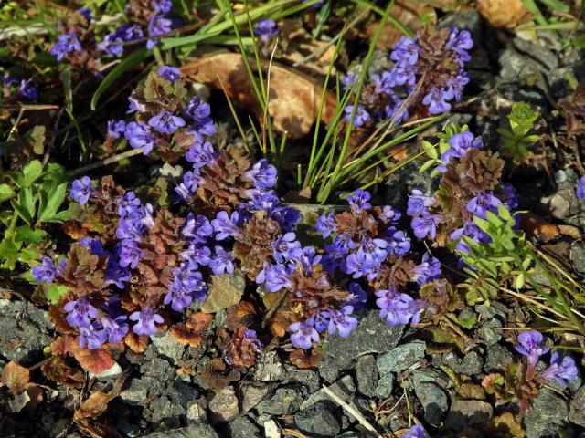 Popenec obecný (Glechoma hederacea L.)