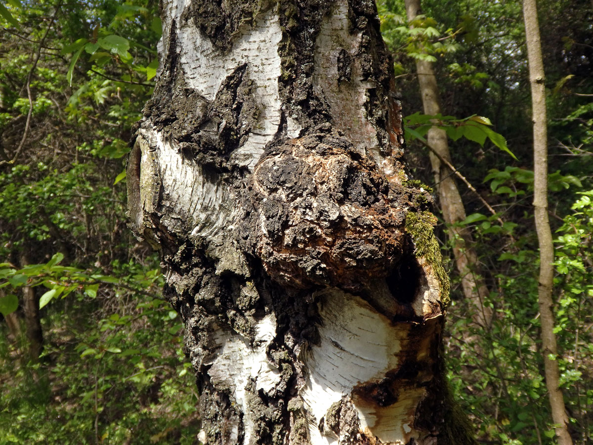 Nádor na bříze bělokoré (Betula pendula Roth) (110)