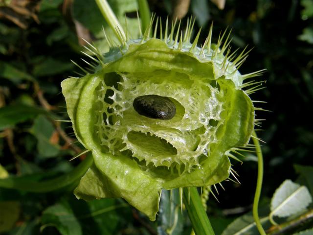 Štětinec laločnatý (Echinocystis lobata (Michx.) Torr. et Gray)