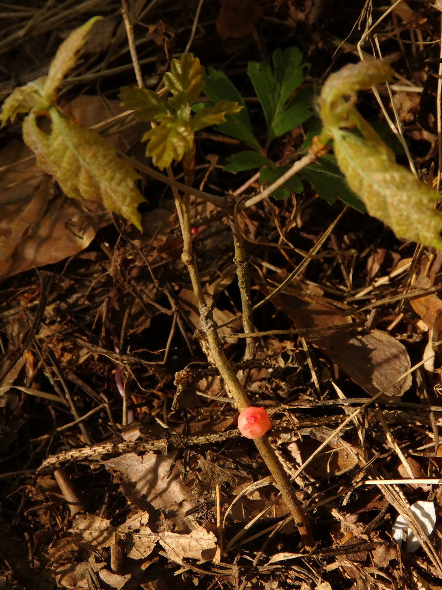 Hálky žlabatky velkokřídlé (Trigonaspis megaptera)