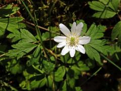 Sasanka hajní (Anemone nemorosa L.) - devítičetný květ (15)