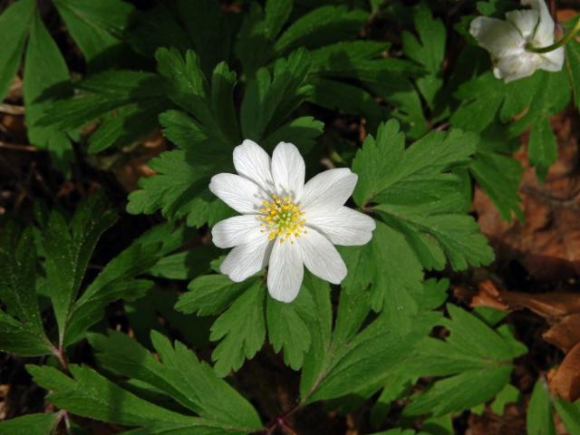 Sasanka hajní (Anemone nemorosa L.) - devítičetný květ (16)