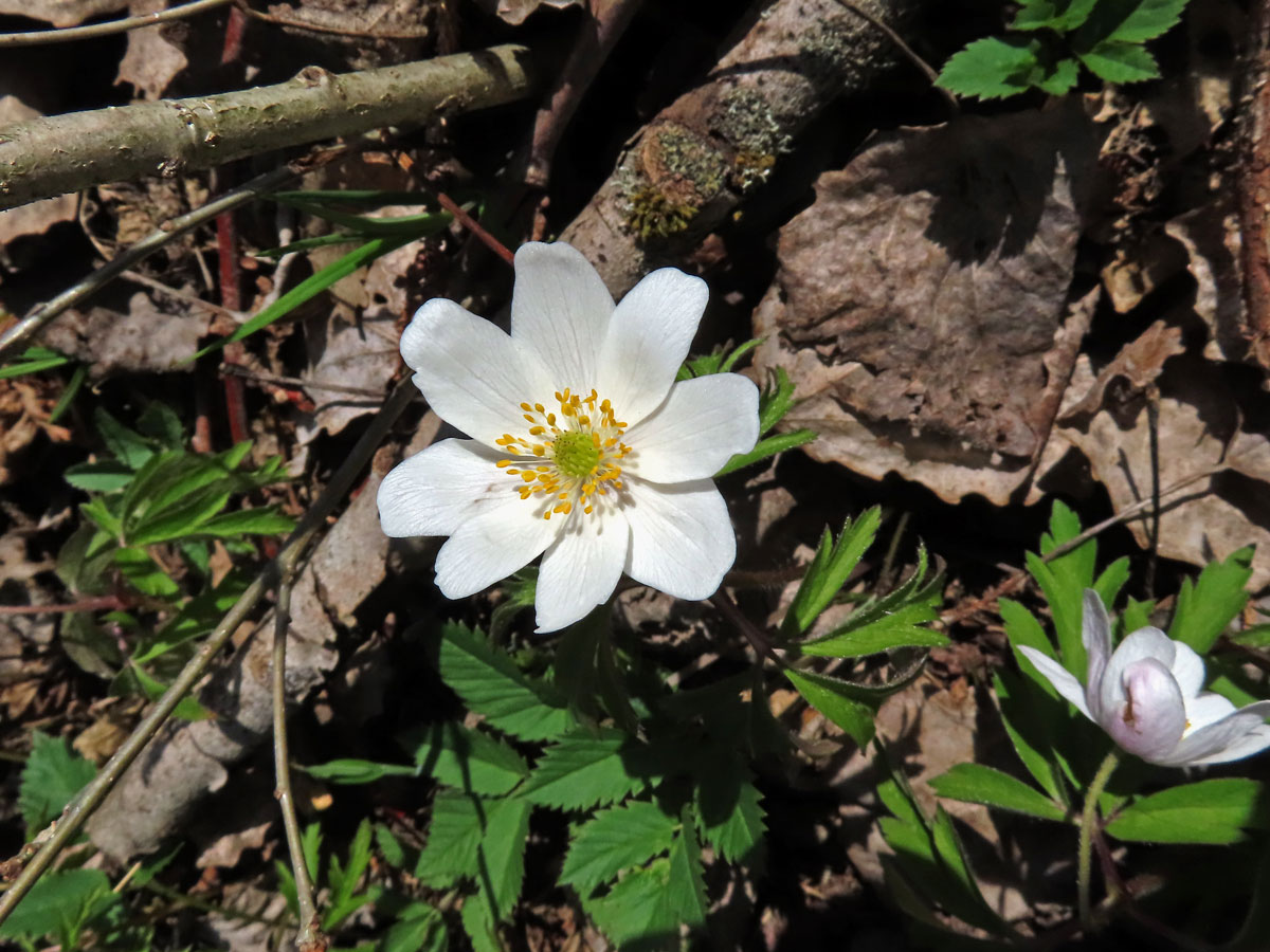 Sasanka hajní (Anemone nemorosa L.) - devítičetný květ (17)