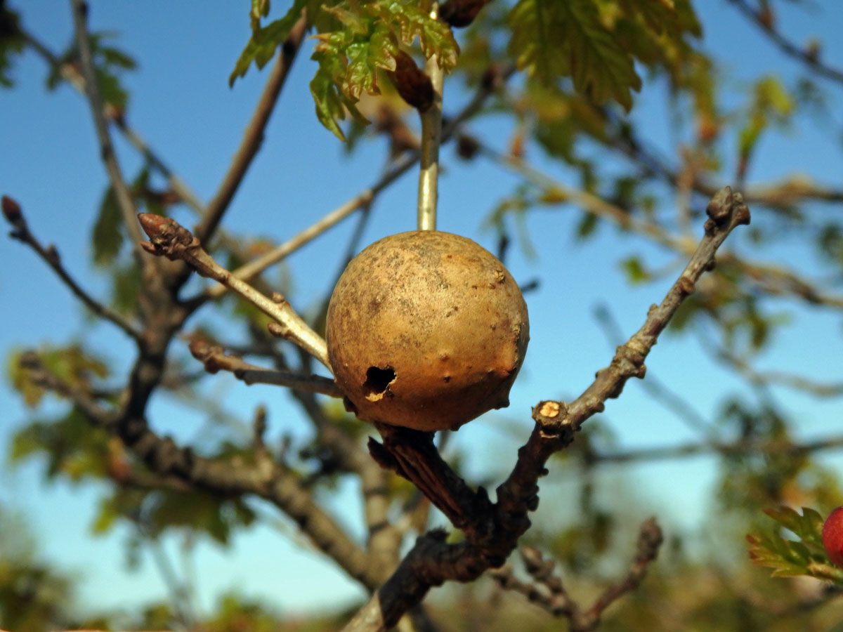 Hálky žlabatky duběnkové (Andricus collari)