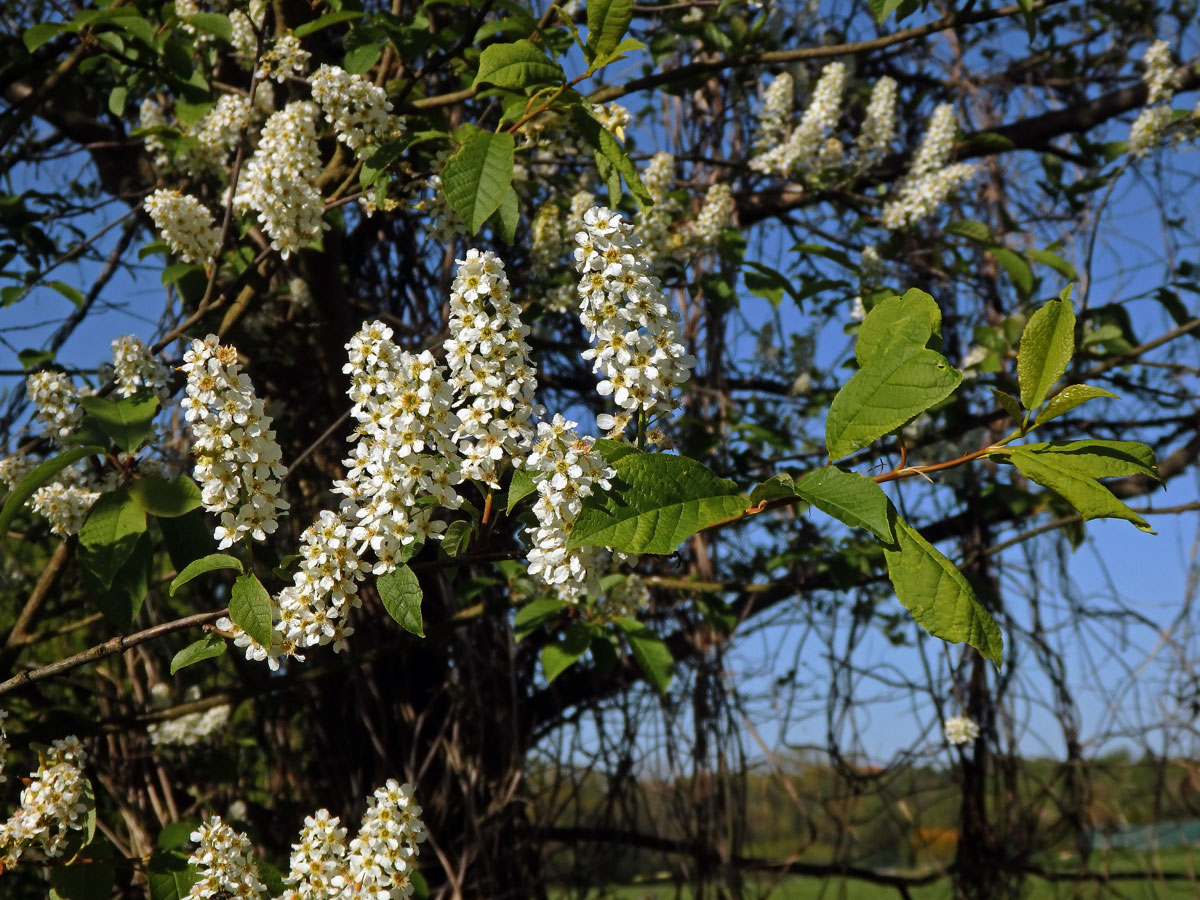 Střemcha obecná (Prunus padus L.)