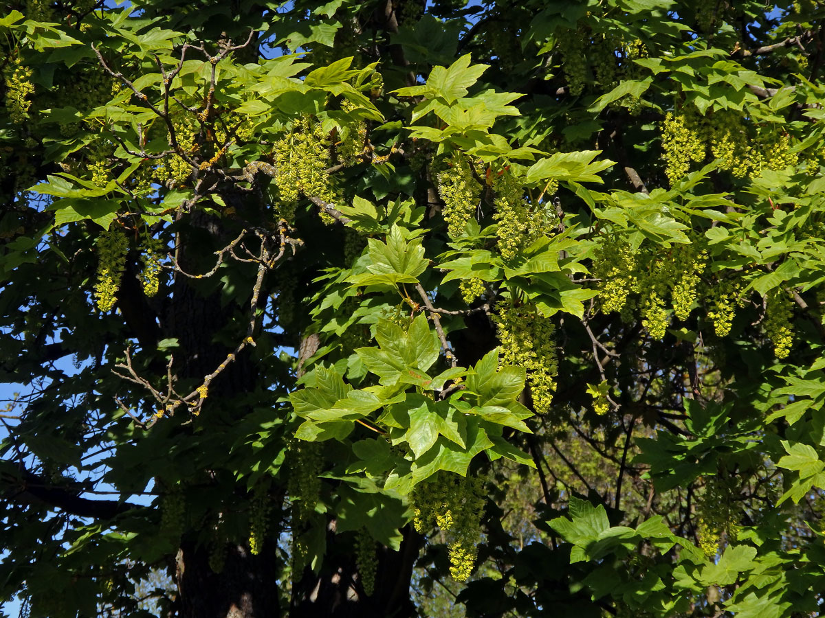 Javor klen (Acer pseudoplatanus L.)