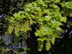 Javor klen (Acer pseudoplatanus L.)