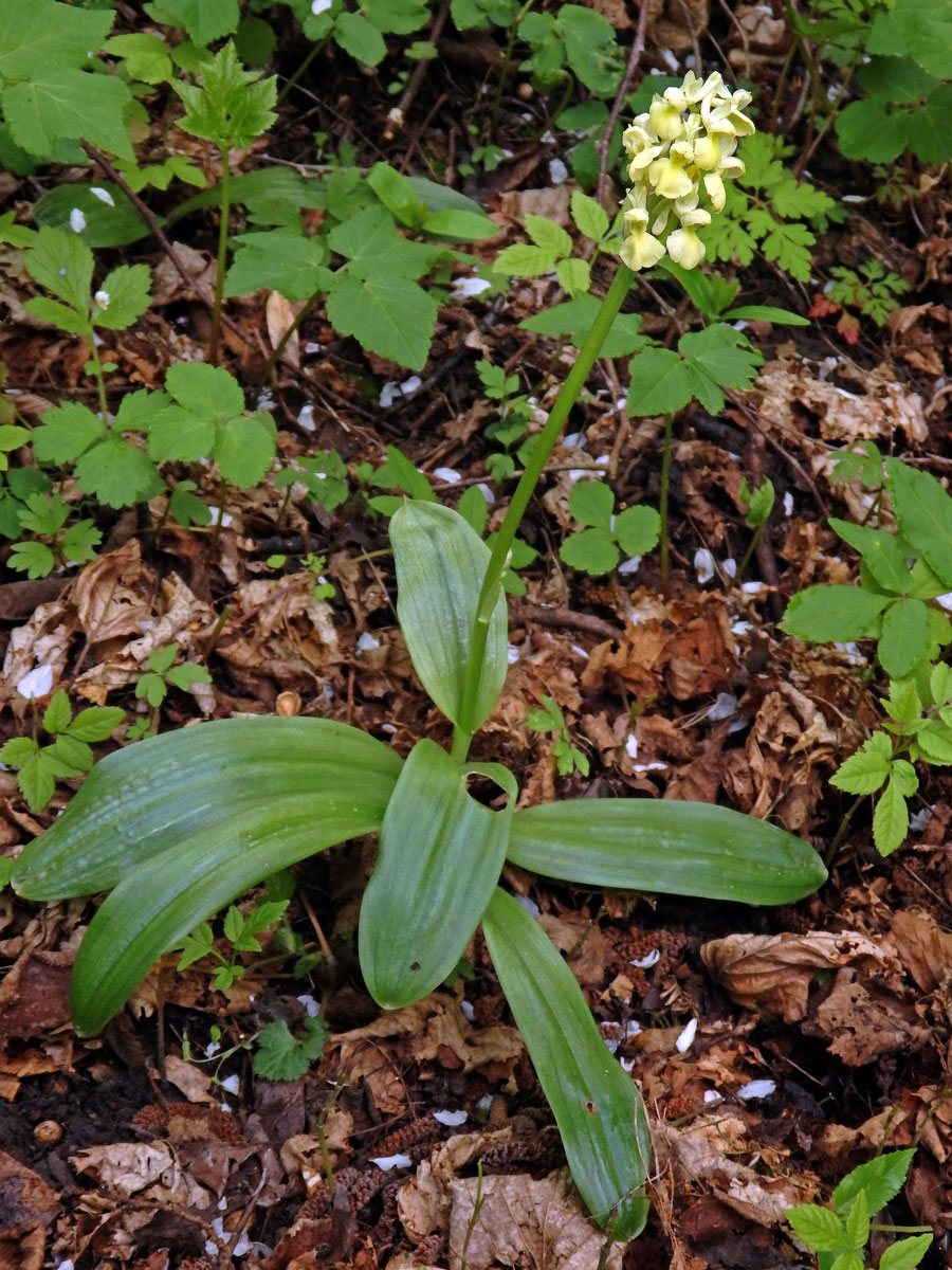 Vstavač bledý (Orchis pallens L.)