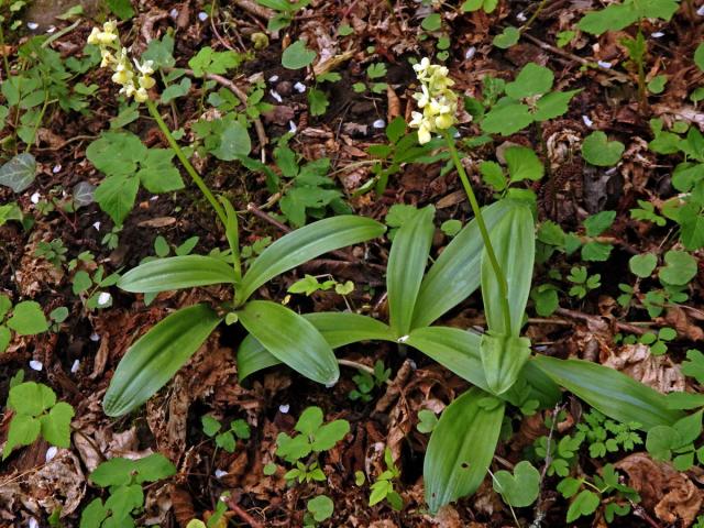 Vstavač bledý (Orchis pallens L.)