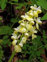 Vstavač bledý (Orchis pallens L.)