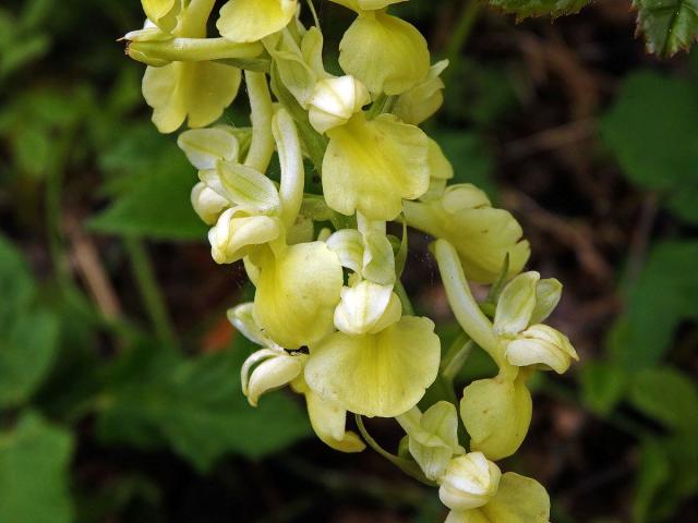 Vstavač bledý (Orchis pallens L.)