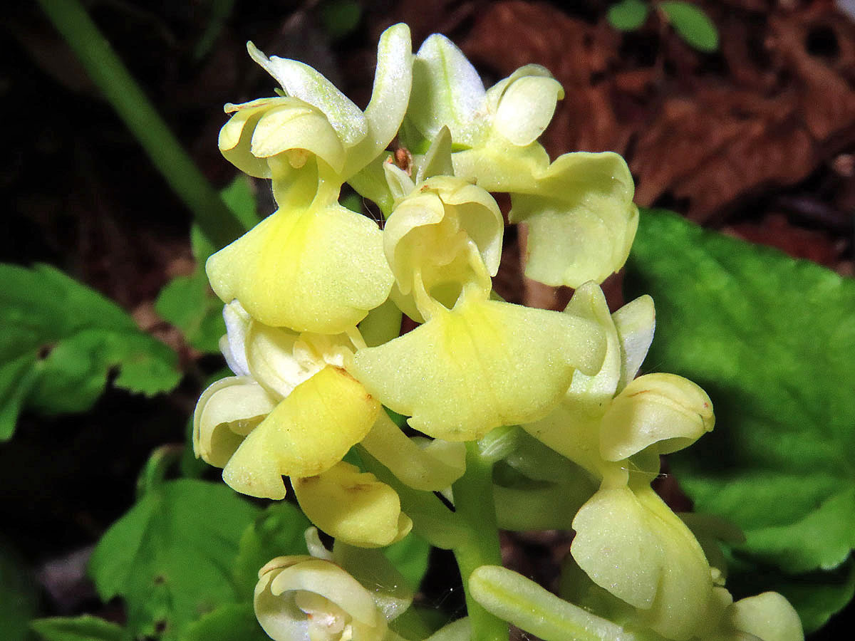 Vstavač bledý (Orchis pallens L.)