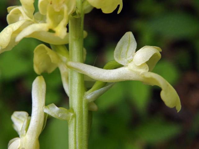 Vstavač bledý (Orchis pallens L.)