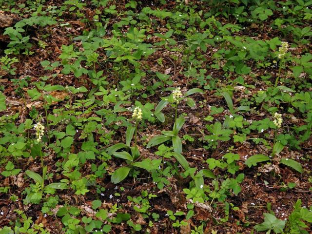 Vstavač bledý (Orchis pallens L.)