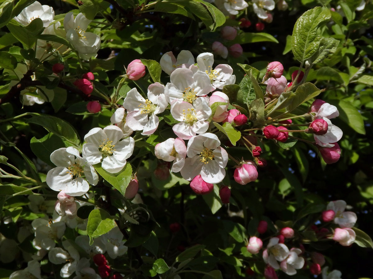 Jabloň mnohokvětá (Malus floribunda Siebold ex Van Houtte)