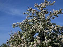 Jabloň mnohokvětá (Malus floribunda Siebold ex Van Houtte)