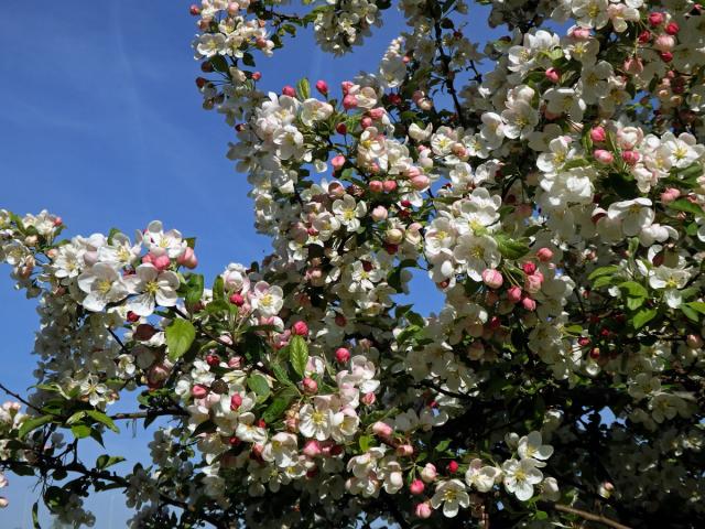 Jabloň mnohokvětá (Malus floribunda Siebold ex Van Houtte)