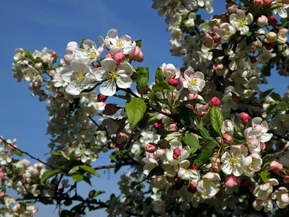 Jabloň mnohokvětá (Malus floribunda Siebold ex Van Houtte)