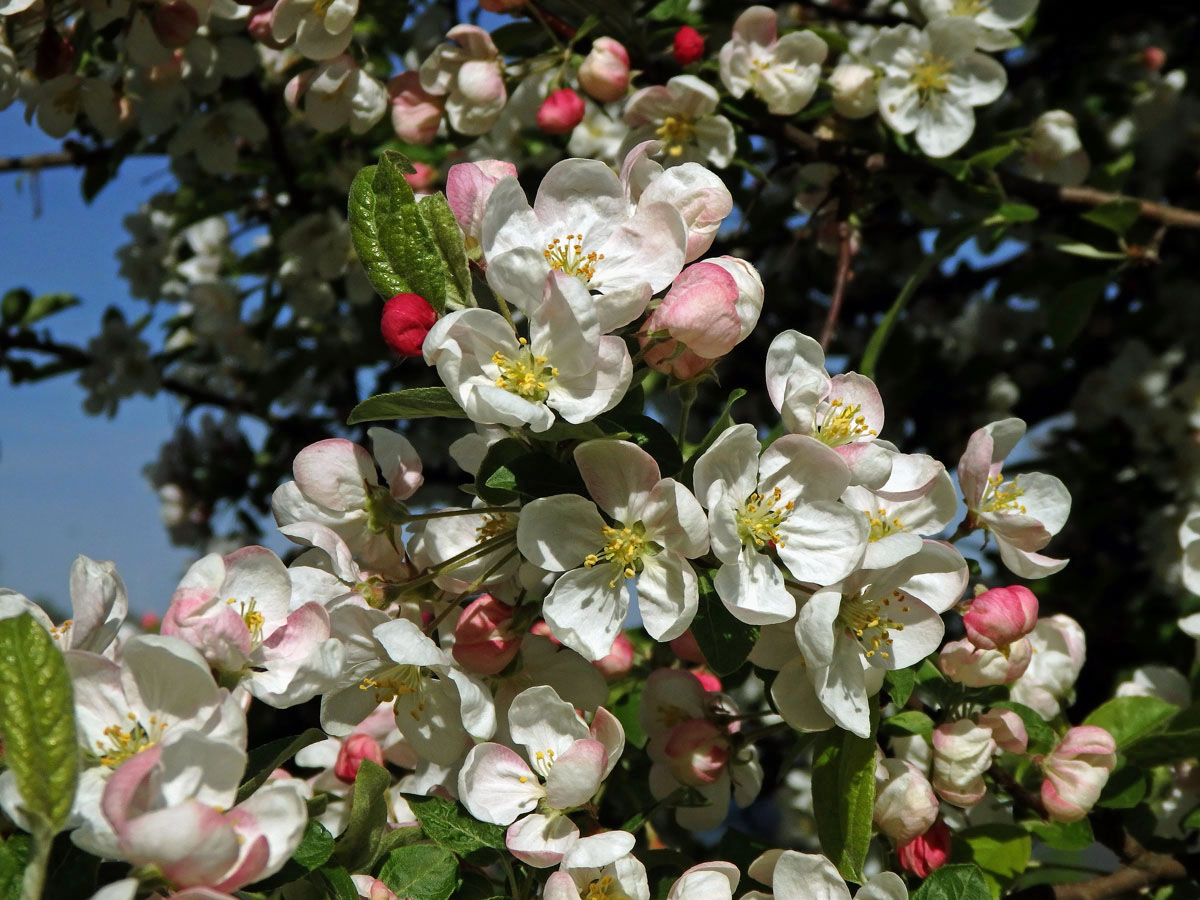 Jabloň mnohokvětá (Malus floribunda Siebold ex Van Houtte)