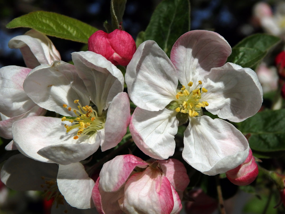 Jabloň mnohokvětá (Malus floribunda Siebold ex Van Houtte)