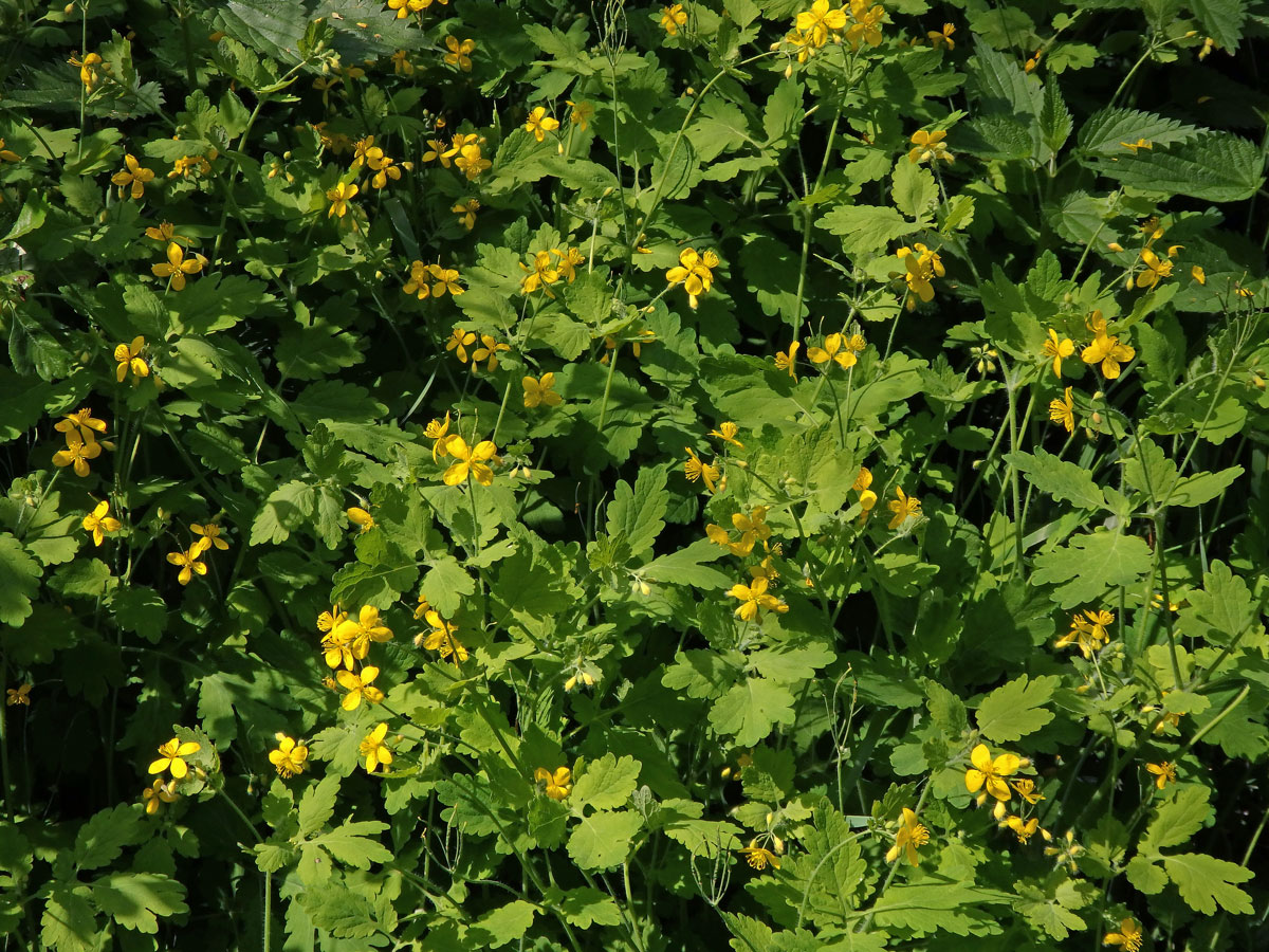 Vlaštovičník větší (Chelidonium majus L.)